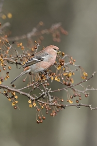 Pine Grosbeak