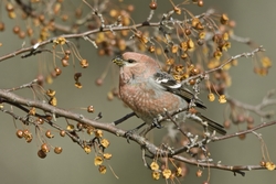 Pine Grosbeak