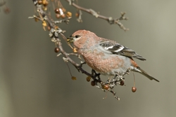 Pine Grosbeak
