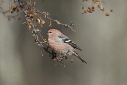 Pine Grosbeak
