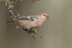 Pine Grosbeak