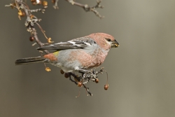 Pine Grosbeak