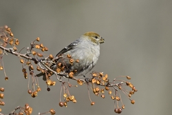 Pine Grosbeak
