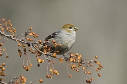 Pine Grosbeak