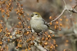 Pine Grosbeak