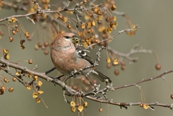 Pine Grosbeak