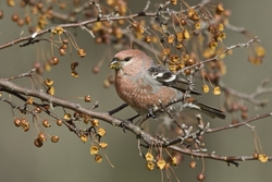 Pine Grosbeak