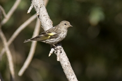 Pine Siskin