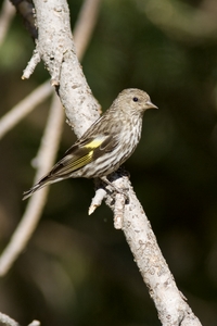 Pine Siskin
