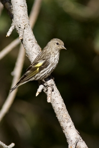 Pine Siskin