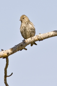 Pine Siskin