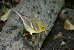 Pine Warbler
