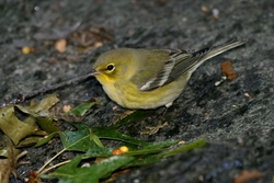 Pine Warbler