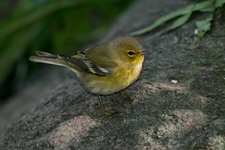Pine Warbler
