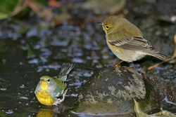 Pine Warbler