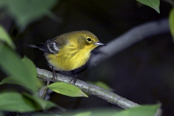 Pine Warbler