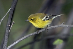 Pine Warbler