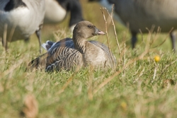 Pink-footed Goose