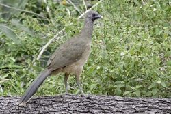 Plain Chachalaca