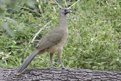 Plain Chachalaca