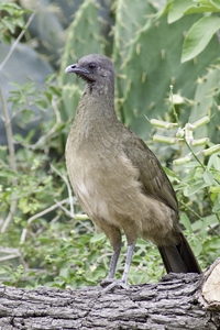 Plain Chachalaca
