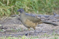 Plain Chachalaca