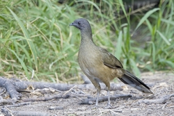Plain Chachalaca