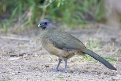 Plain Chachalaca