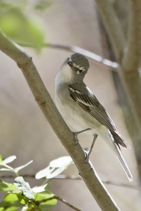 Plumbeous Vireo