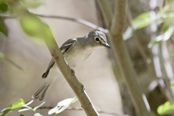 Plumbeous Vireo
