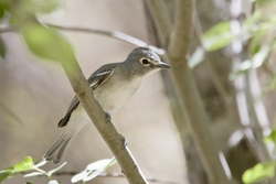 Plumbeous Vireo