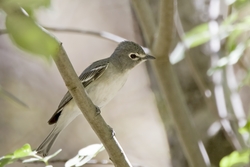 Plumbeous Vireo