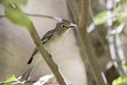 Plumbeous Vireo
