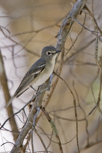 Plumbeous Vireo