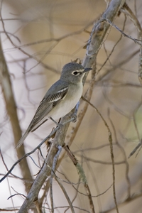 Plumbeous Vireo