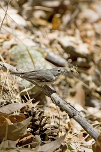 Plumbeous Vireo