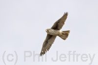 Prairie Falcon