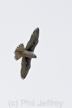 Prairie Falcon