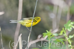 Prairie Warbler