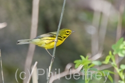 Prairie Warbler