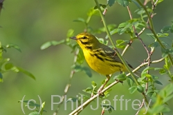 Prairie Warbler