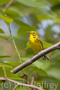 Prairie Warbler