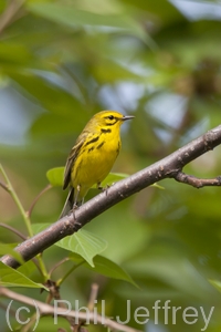 Prairie Warbler