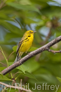 Prairie Warbler