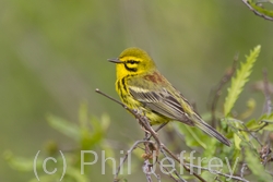 Prairie Warbler