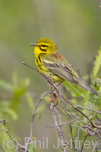 Prairie Warbler