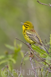 Prairie Warbler