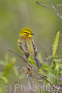 Prairie Warbler