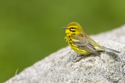 Prairie Warbler