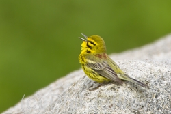 Prairie Warbler